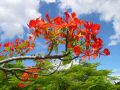 flame tree.JPG